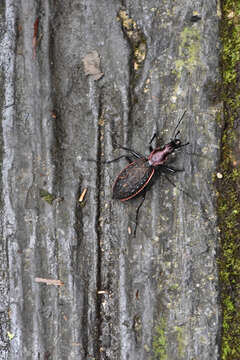 Image of Carabus (Coptolabrus) nankotaizanus Kano 1932