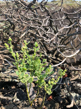 Chenopodium acuminatum Willd.的圖片