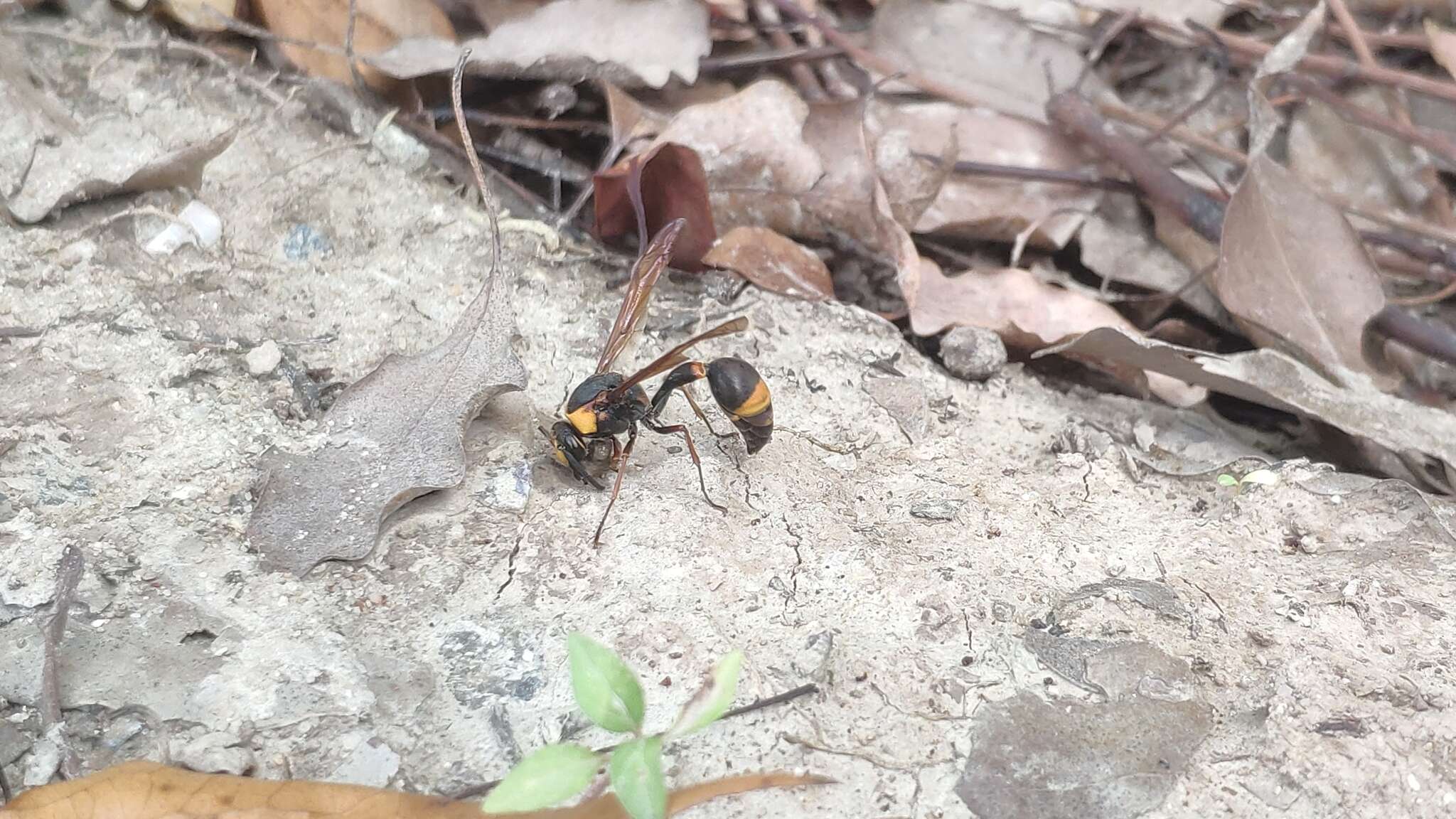 Слика од Oreumenes decoratus (Smith 1852)