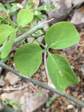 Imagem de Adenia fruticosa subsp. fruticosa