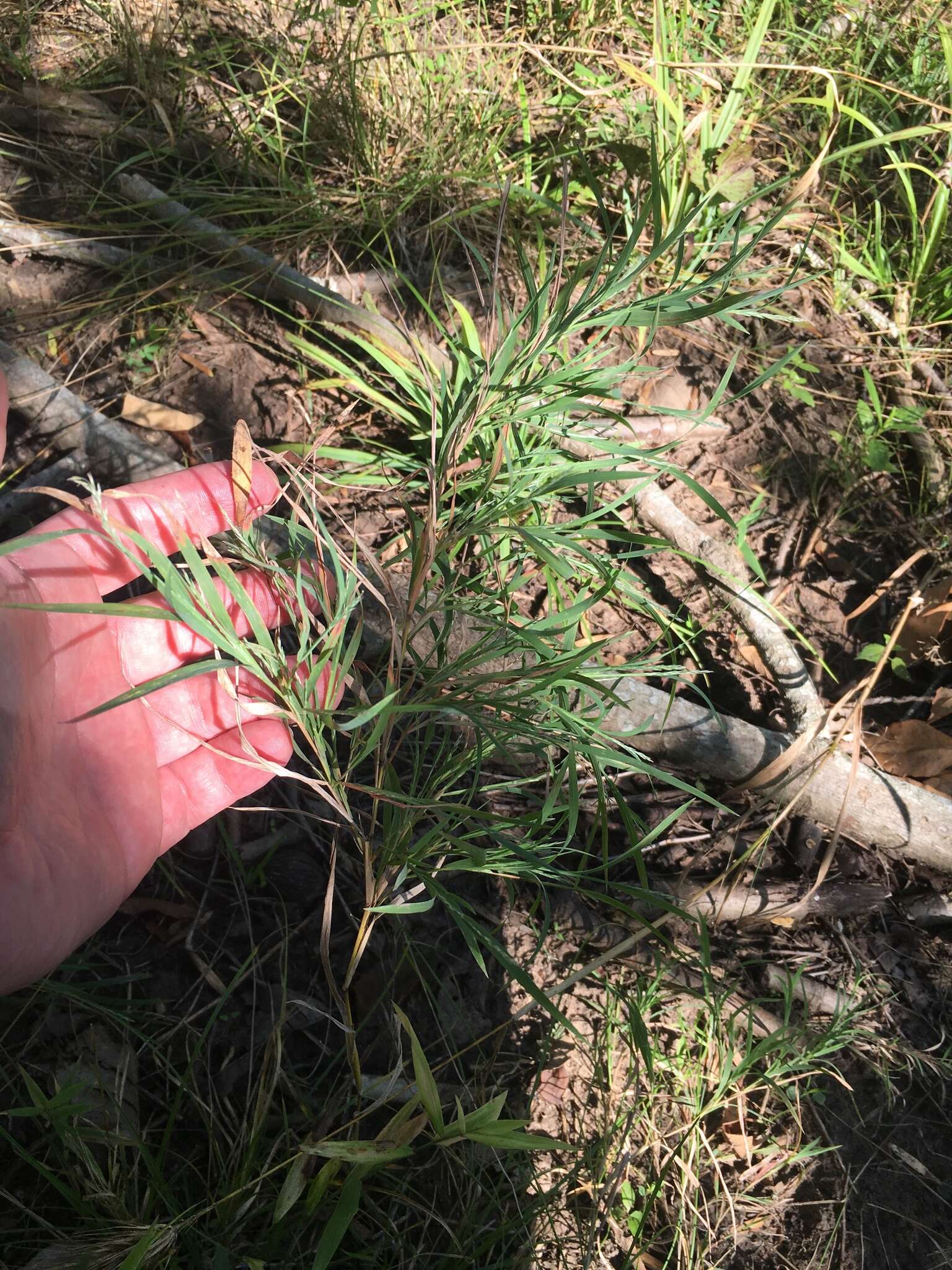 صورة Muhlenbergia glabrifloris Scribn.