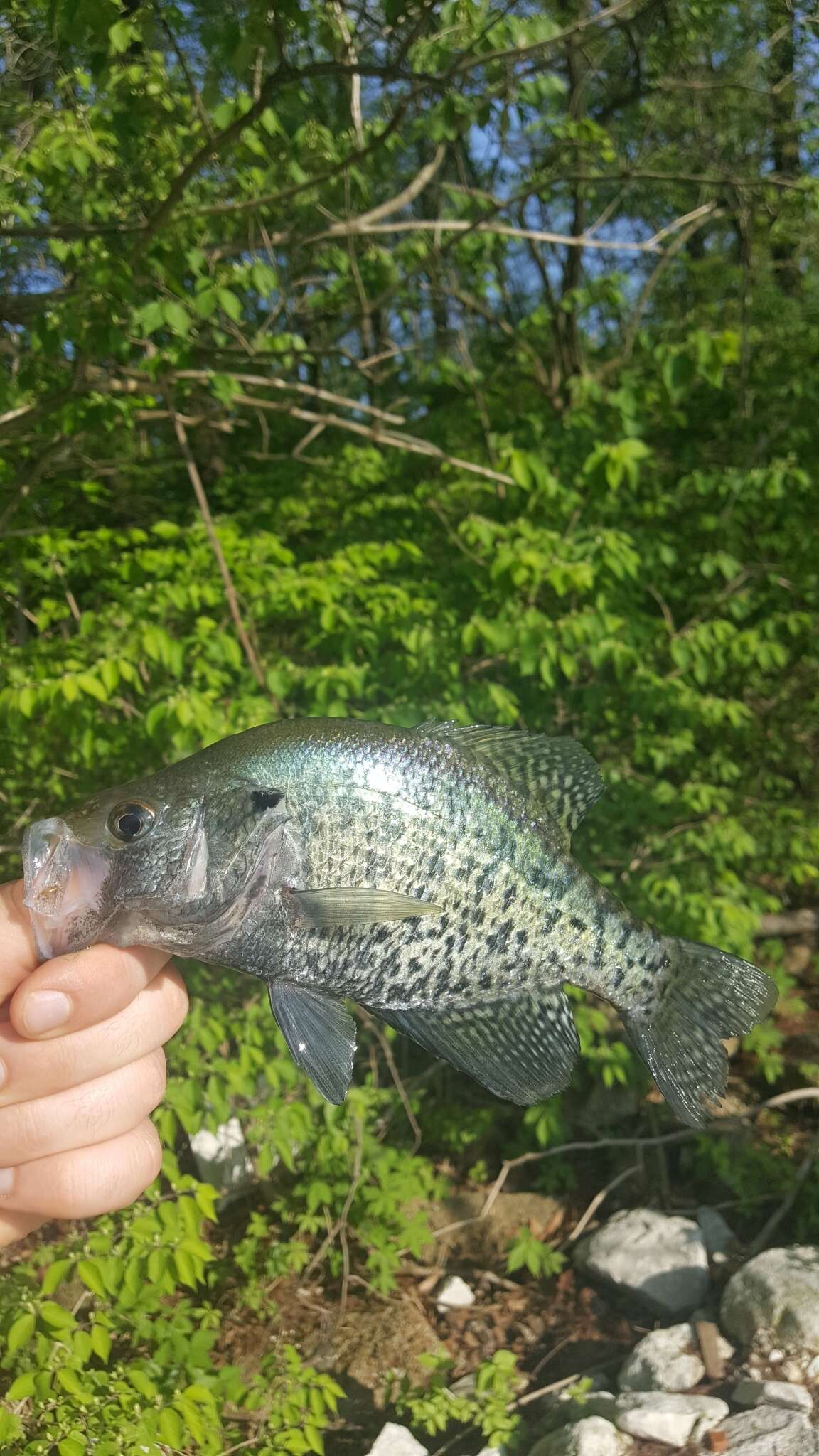 Image of White Crappie