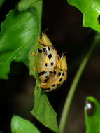 Image of Asian Spotted Tortoise Beetle