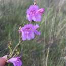 Image of Upright Blue Beardtongue