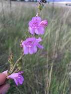 Image of Upright Blue Beardtongue