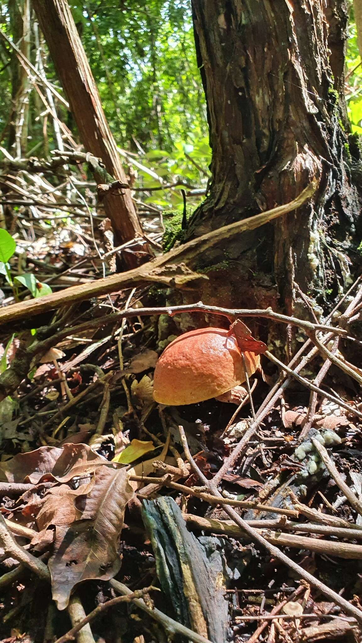 Image of Boletus ruborculus T. J. Baroni 2000