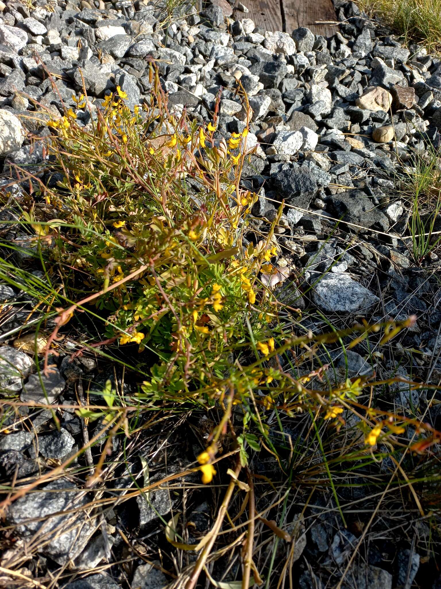 Image de Corydalis impatiens (Pall.) Fisch. ex DC.