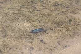 Image of Desert Pupfish