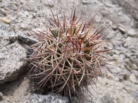 Melocactus peruvianus Vaupel resmi