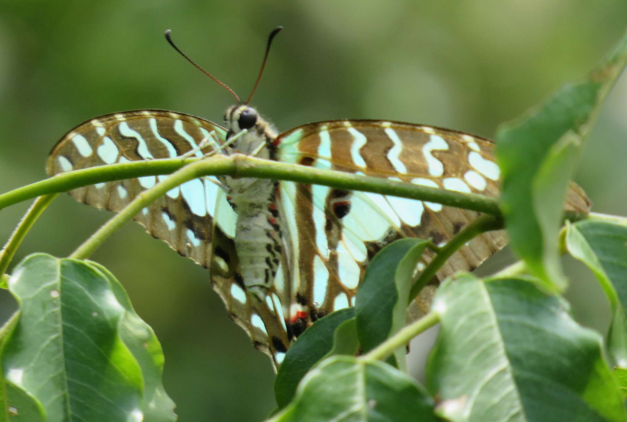 Слика од Graphium antheus (Cramer (1779))