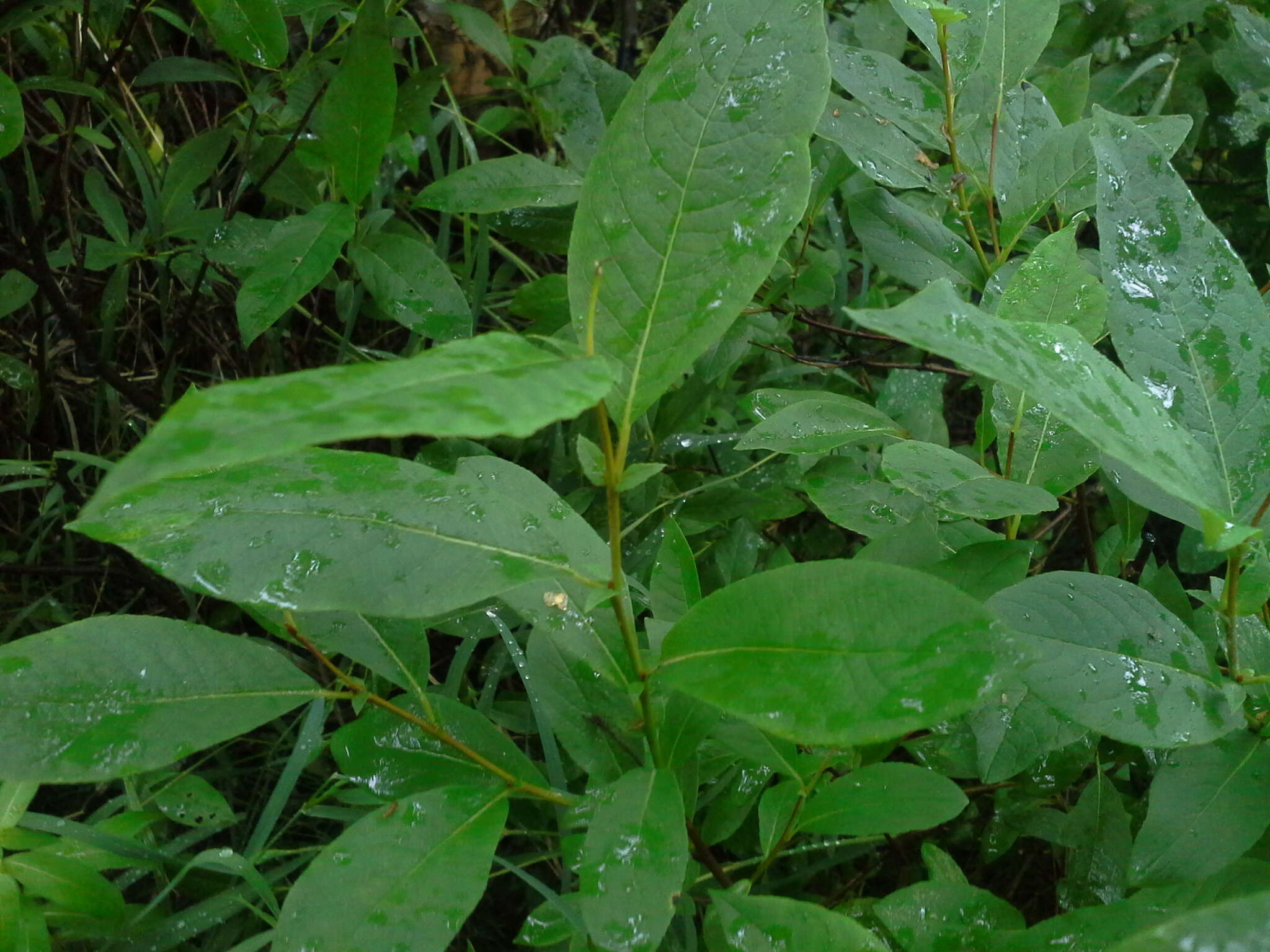 Image of halberd willow