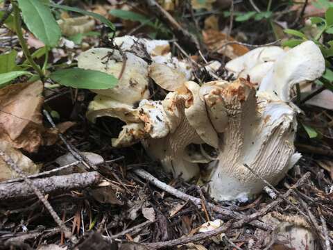 Image of Cantharellus subalbidus A. H. Sm. & Morse 1947