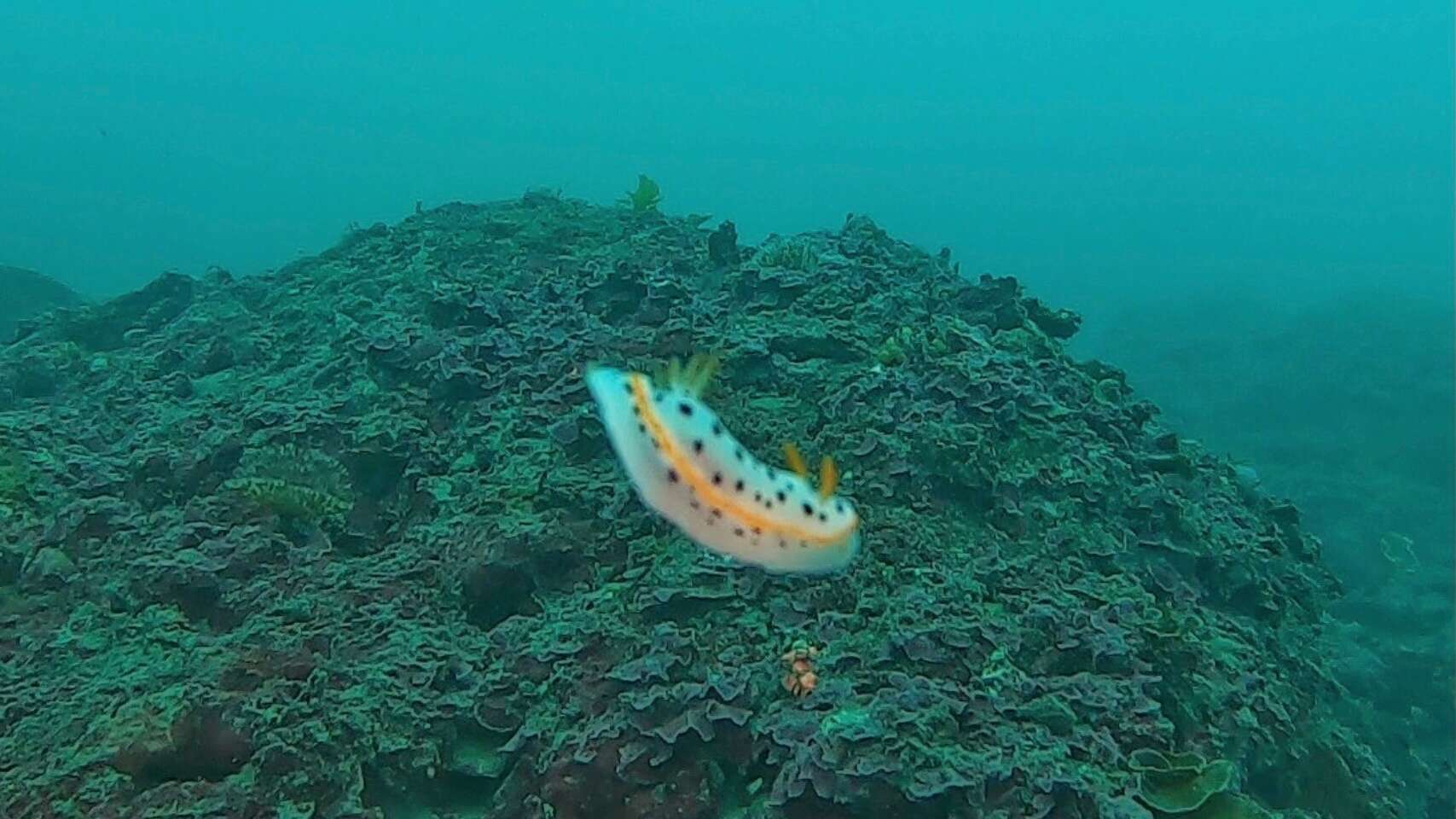 Image de Chromodoris orientalis Rudman 1983