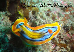 Image of Chromodoris hamiltoni Rudman 1977