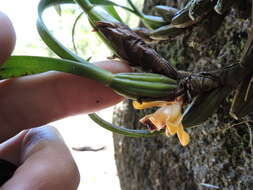 Image of Maxillaria subulata Lindl.