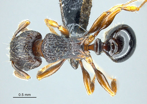 Image of <i>Tetramorium sepultum</i> Bolton 1980