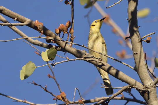 Image of Yellow-tinted Honeyeater