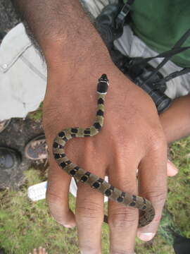 Image of Wynad Keelback