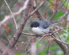 Image of Black-capped Warbling Finch