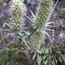 Image of Eryngium duriaei Gay ex Boiss.