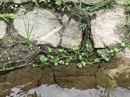 Image of Military ground snake