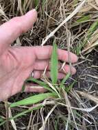 Image of Big Carpet Grass