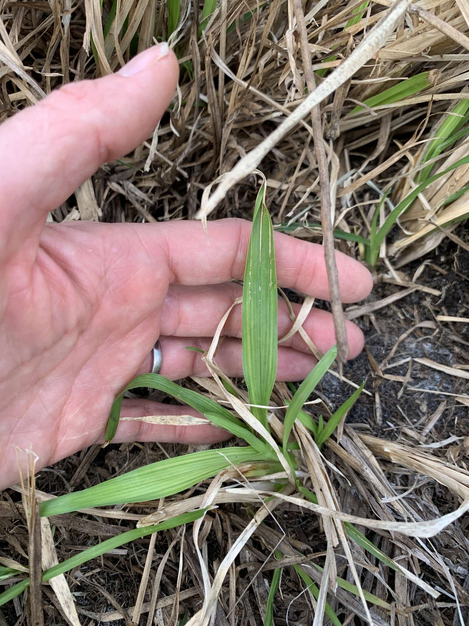 Image of Big Carpet Grass