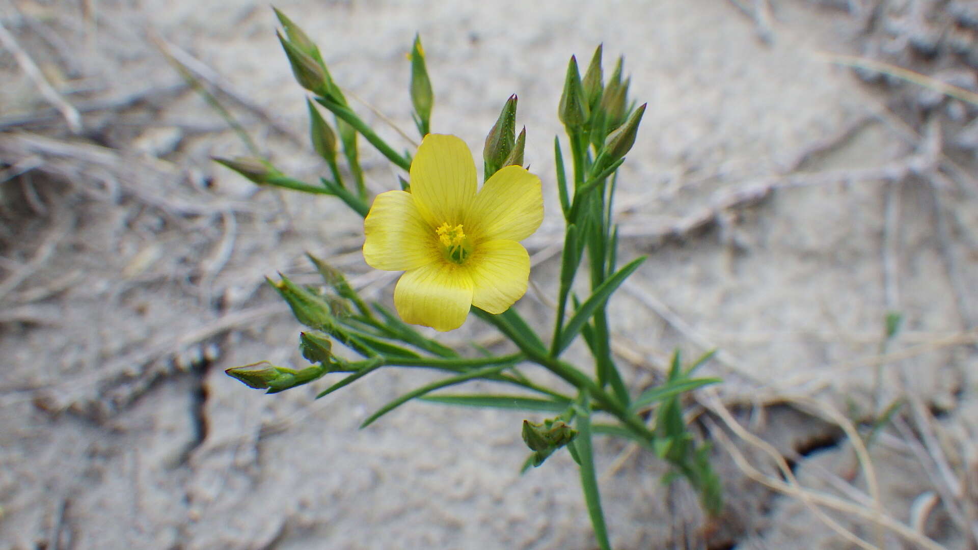 Image of Wyoming flax