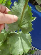 Image of opium poppy