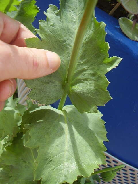 Image of opium poppy