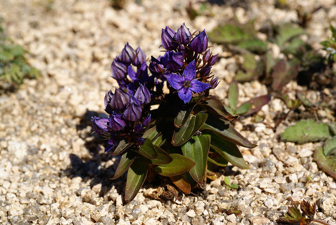 Image of Swertia tetrapetala var. wilfordii (A. Kern.) T. N. Ho