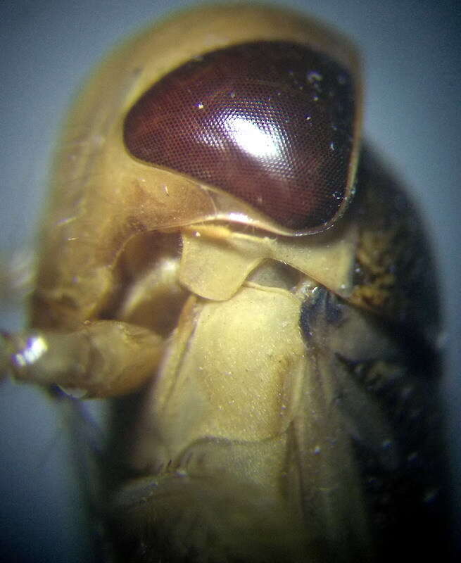 Image of Lesser water boatman