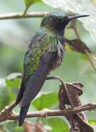 Image of Black-throated Brilliant