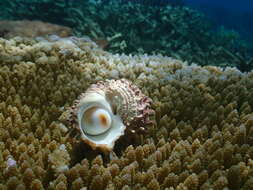 Image of silver-mouthed turban