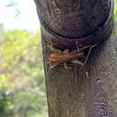 Image of Ocellarnaca angulata Gorochov 2004