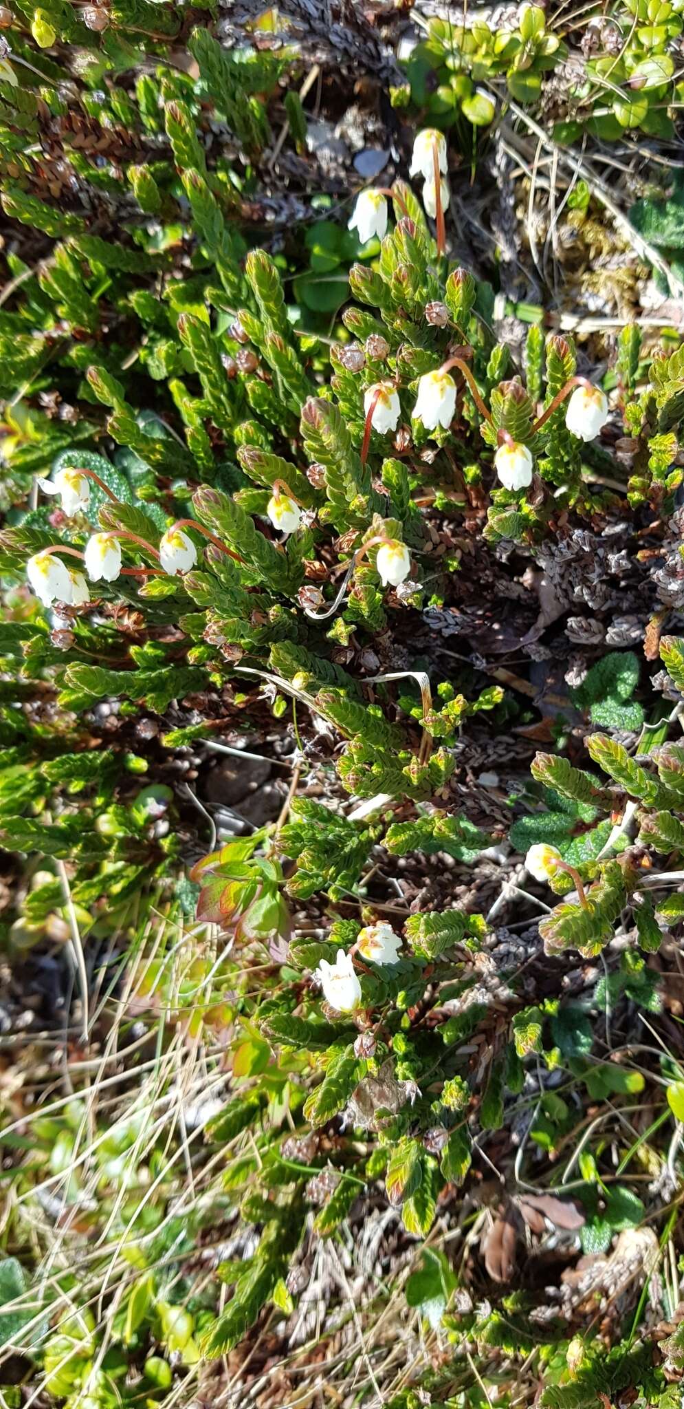 Image of white arctic mountain heather