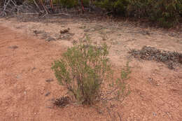 صورة Eremophila glabra (R. Br.) Ostenf.