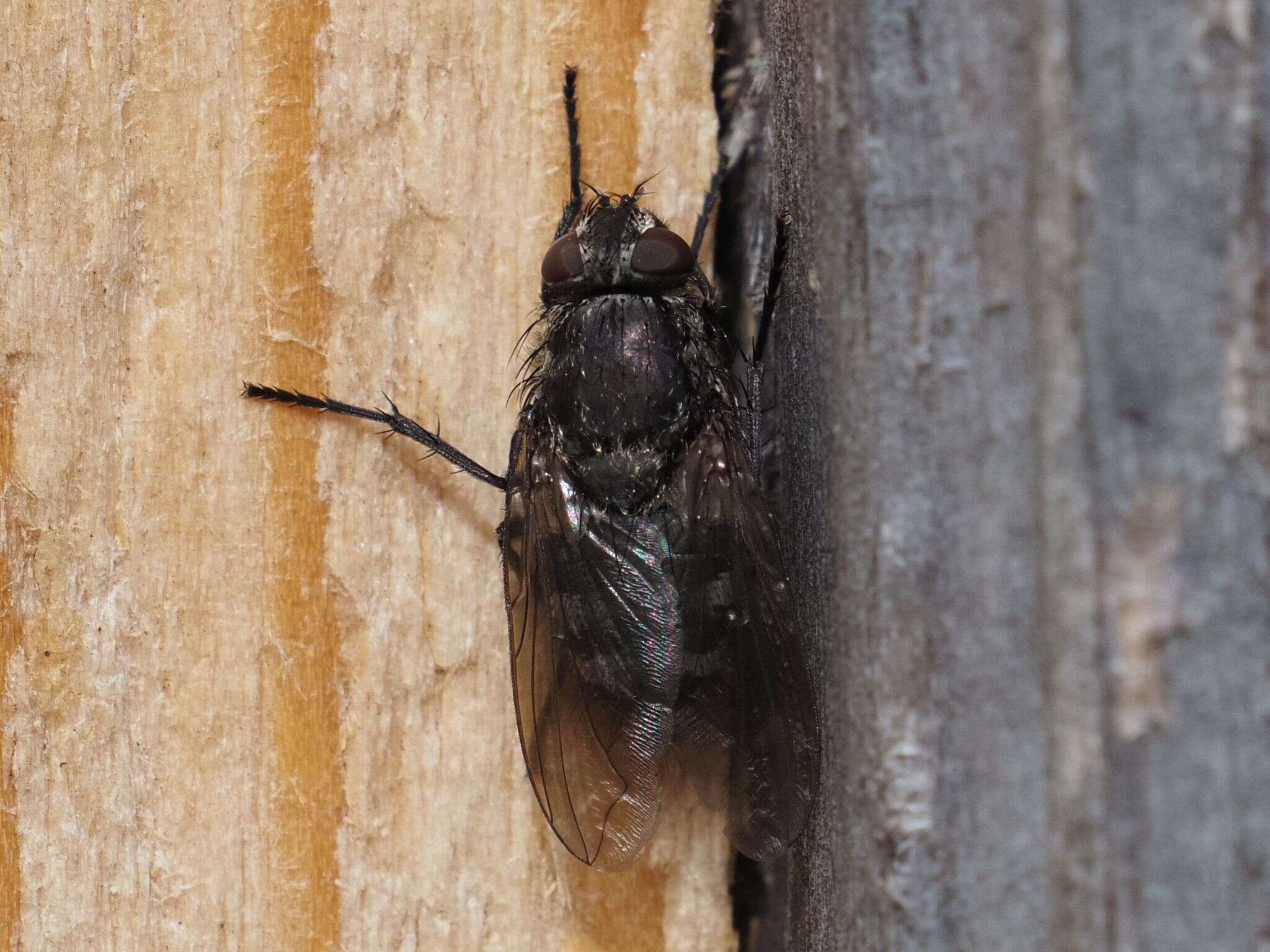 Image of Black-based cluster fly