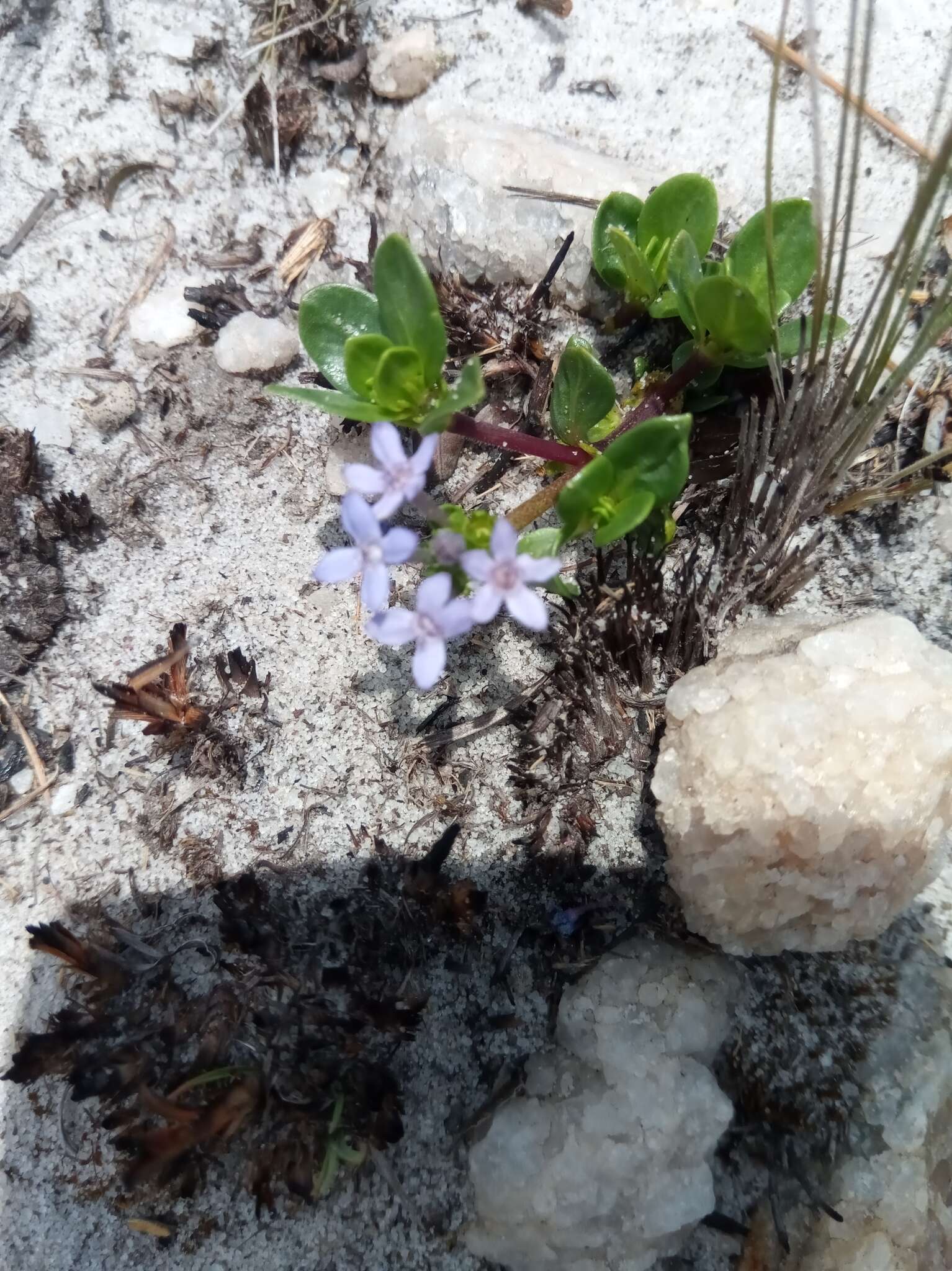 Image of Pentanisia veronicoides (Baker) K. Schum.