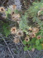 Image of Berkheya cruciata subsp. cruciata