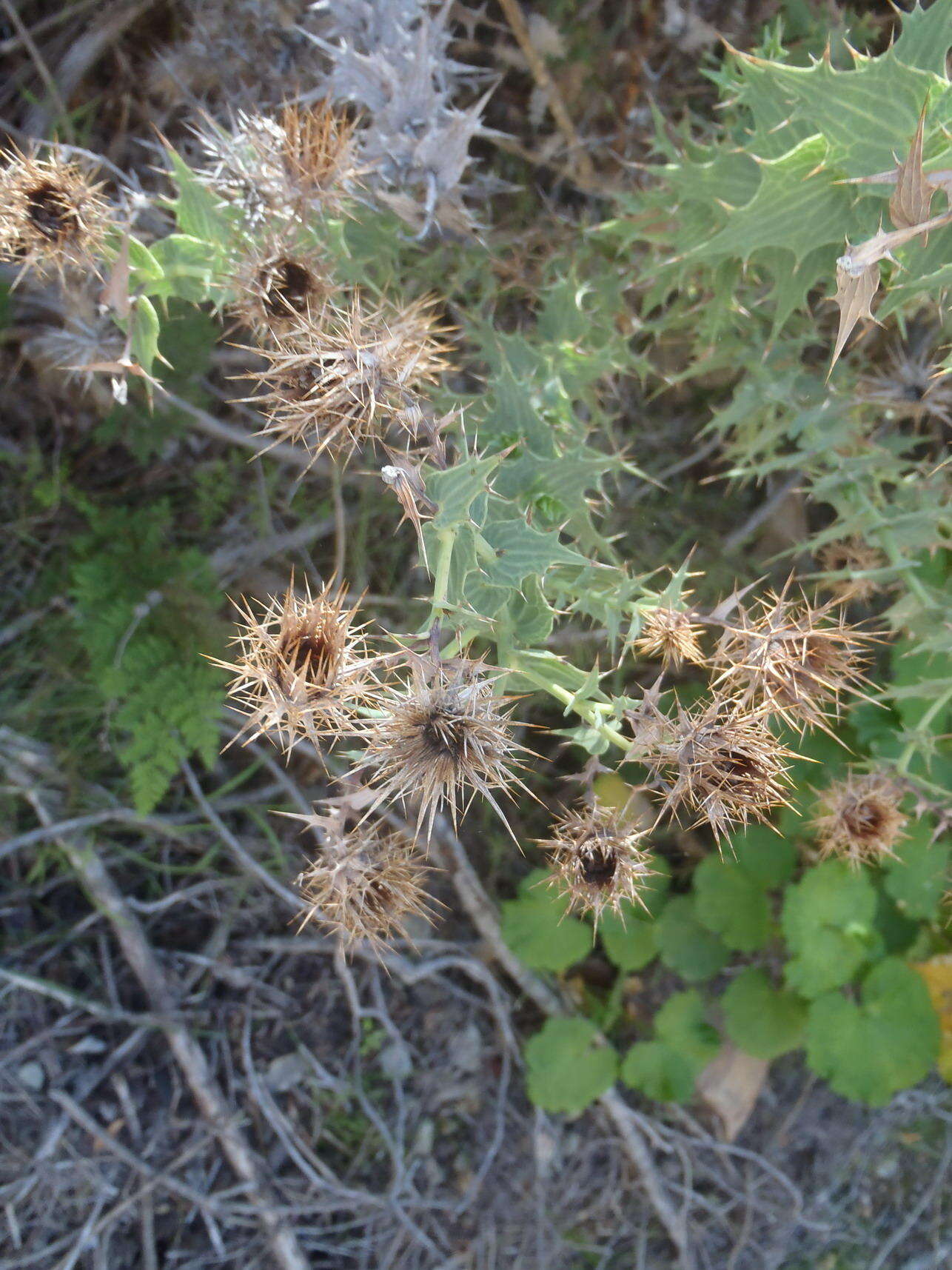 Sivun Berkheya cruciata subsp. cruciata kuva