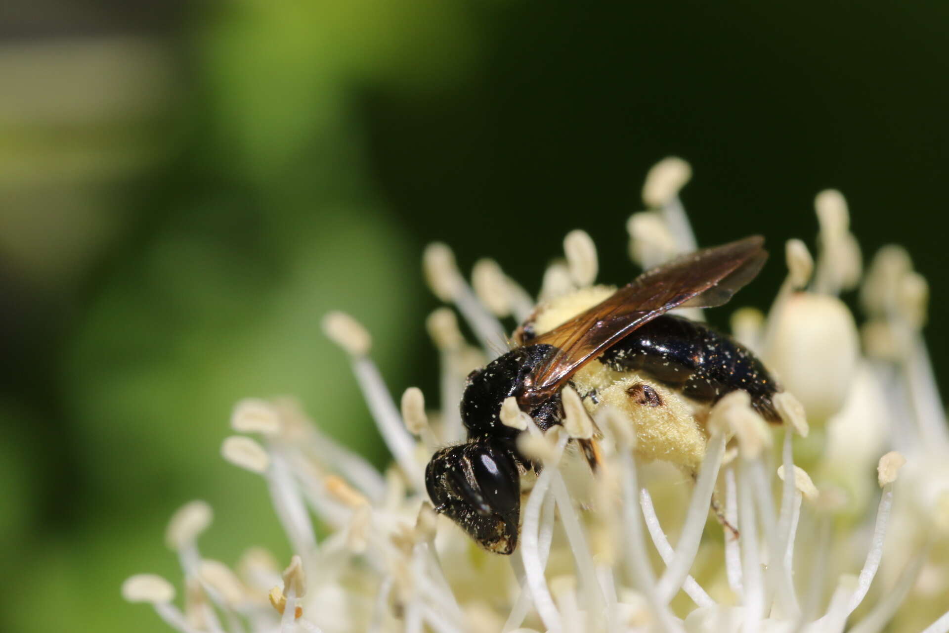 Image of Andrena integra Smith 1853