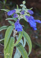 Image of Salvia retinervia Briq.