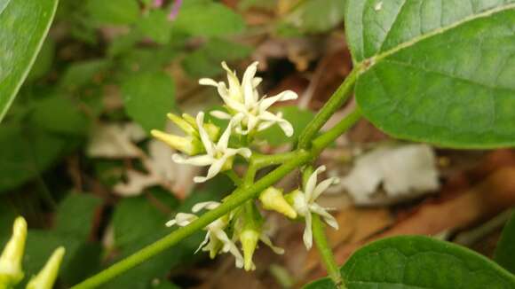 Image of Marsdenia pringlei S. Wats.