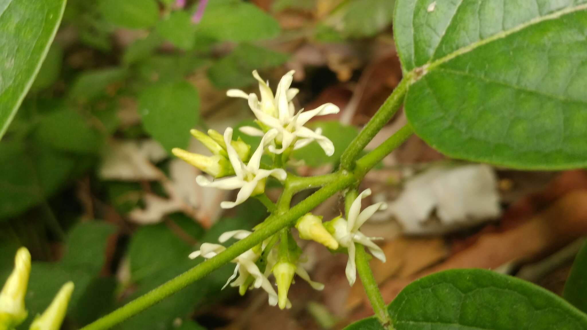 Image of Marsdenia pringlei S. Wats.