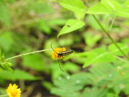 Image of Lophalia cyanicollis (Dupont 1838)