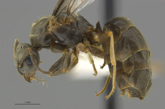 Image of <i>Lasius alienus</i> (Foerster 1850)
