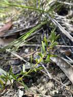 Image of Acacia bynoeana Benth.