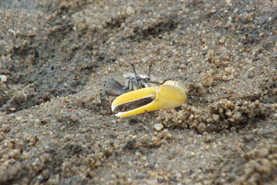 Image of Austruca perplexa (H. Milne Edwards 1852)