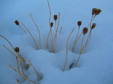 Imagem de Papaver radicatum subsp. radicatum